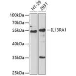 Western Blot - Anti-IL-13 receptor alpha 1 Antibody (A9947) - Antibodies.com