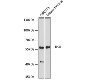 Western Blot - Anti-IL-9R Antibody (A9948) - Antibodies.com