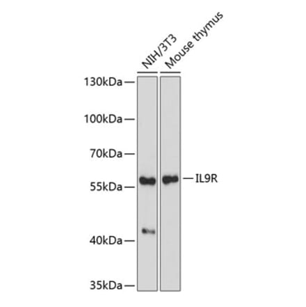 Western Blot - Anti-IL-9R Antibody (A9948) - Antibodies.com