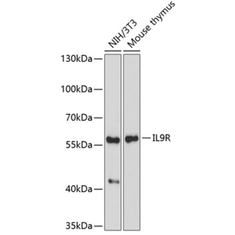 Western Blot - Anti-IL-9R Antibody (A9948) - Antibodies.com