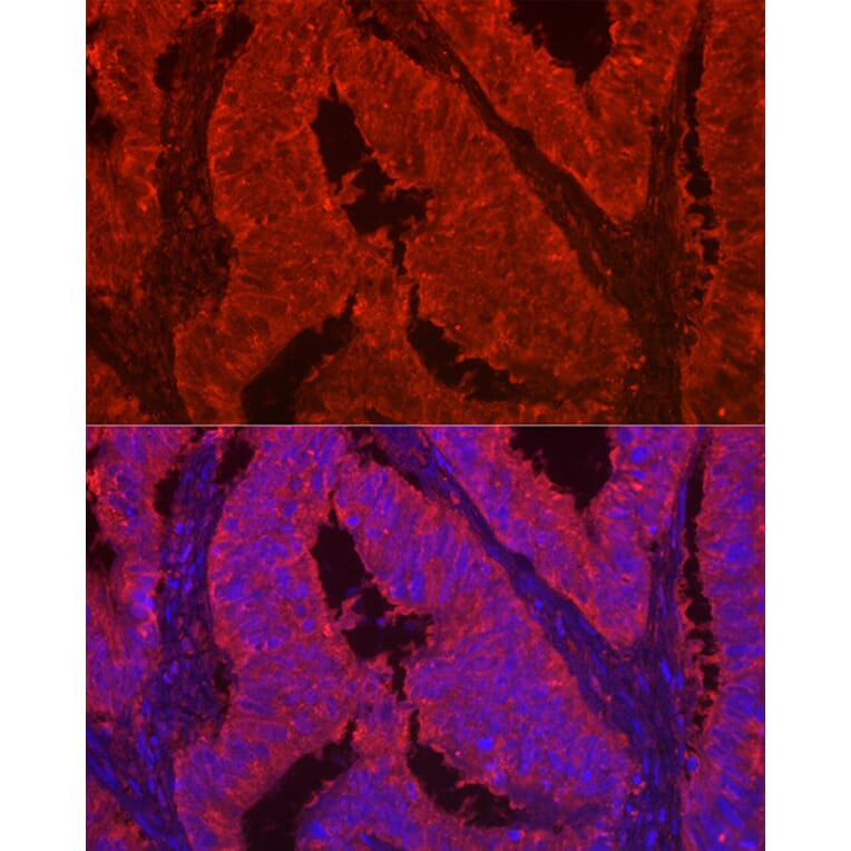 Immunofluorescence - Anti-Galectin 2 Antibody (A9950) - Antibodies.com