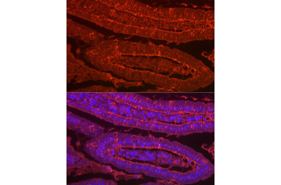 Immunofluorescence - Anti-Galectin 2 Antibody (A9950) - Antibodies.com