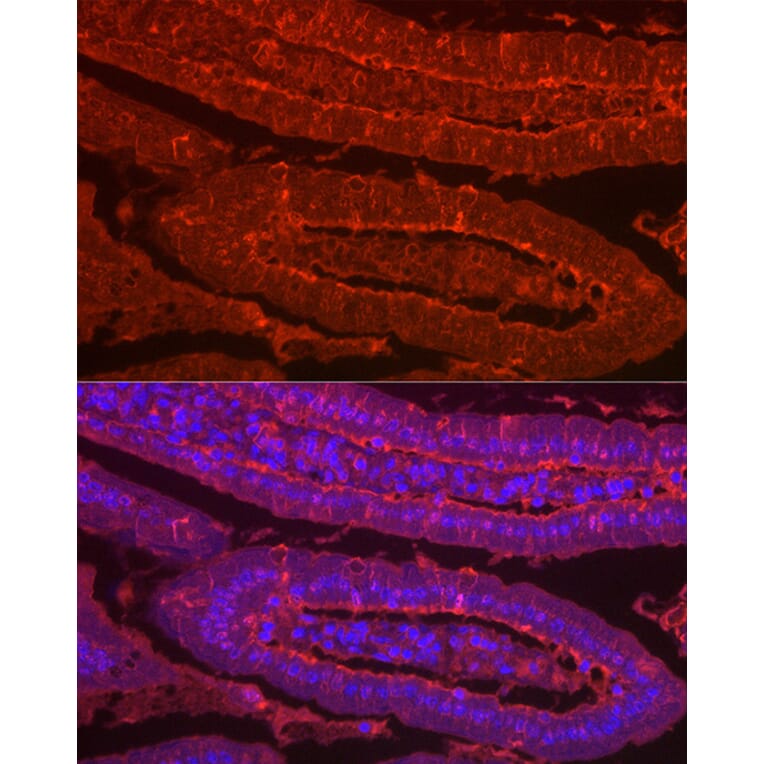 Immunofluorescence - Anti-Galectin 2 Antibody (A9950) - Antibodies.com
