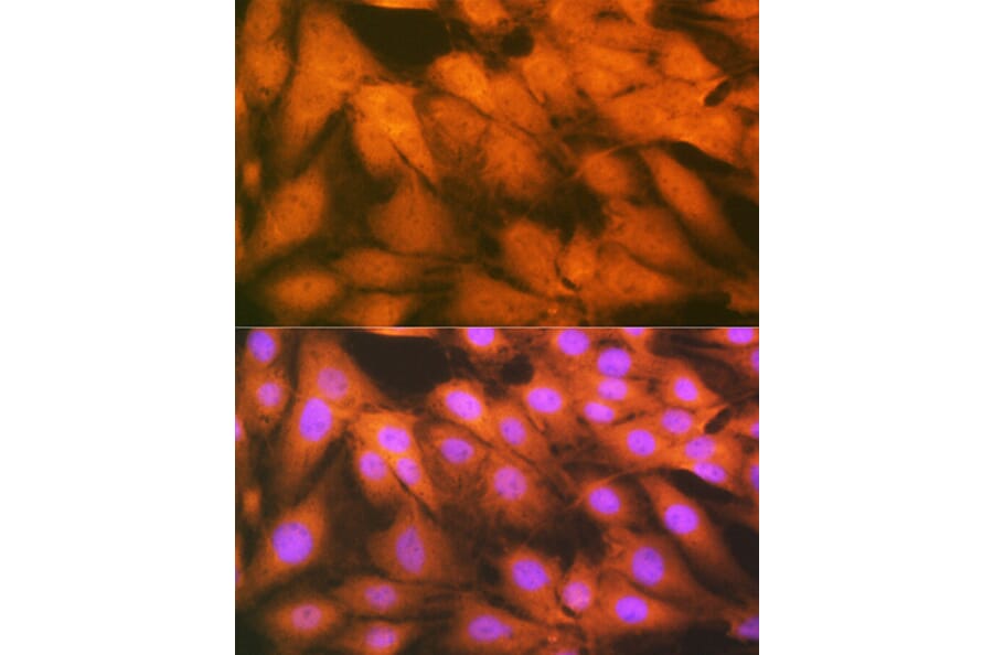 Immunofluorescence - Anti-HSPA2 Antibody [ARC1415] (A9952) - Antibodies.com