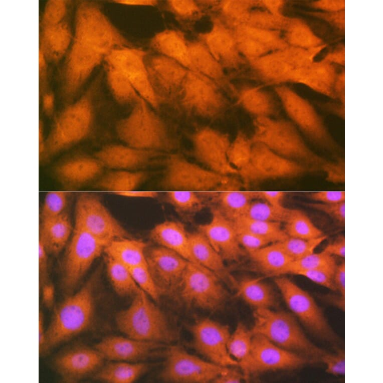 Immunofluorescence - Anti-HSPA2 Antibody [ARC1415] (A9952) - Antibodies.com