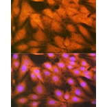 Immunofluorescence - Anti-HSPA2 Antibody [ARC1415] (A9952) - Antibodies.com