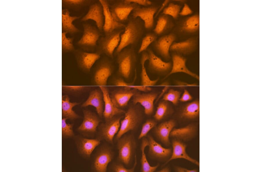 Immunofluorescence - Anti-HSPA2 Antibody [ARC1415] (A9952) - Antibodies.com