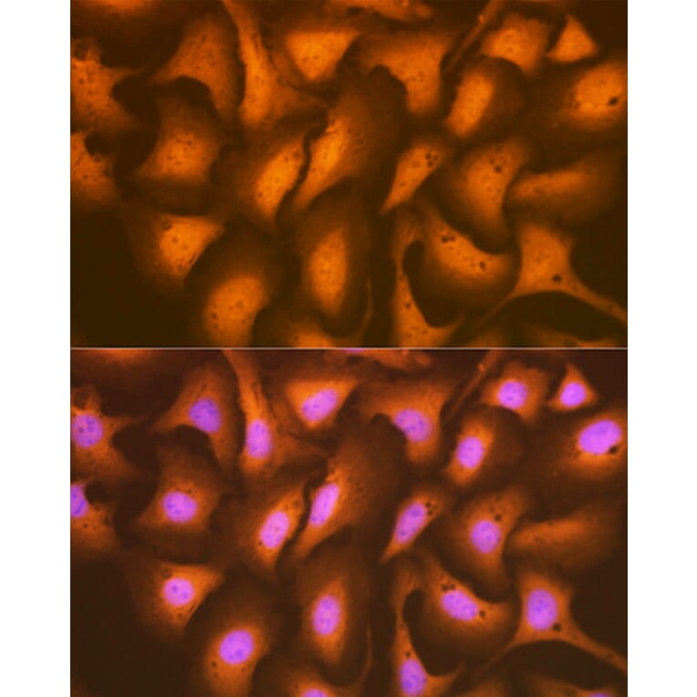 Immunofluorescence - Anti-HSPA2 Antibody [ARC1415] (A9952) - Antibodies.com