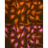 Immunofluorescence - Anti-HSPA2 Antibody [ARC1415] (A9952) - Antibodies.com