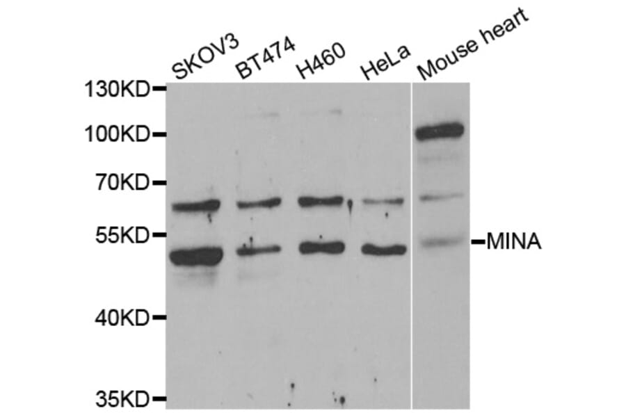 Western Blot - Anti-MINA Antibody (A6655) - Antibodies.com