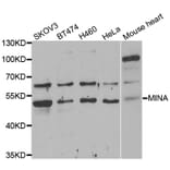 Western Blot - Anti-MINA Antibody (A6655) - Antibodies.com