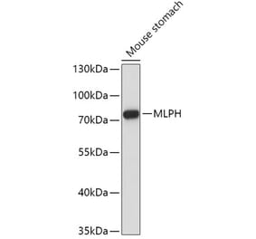Western Blot - Anti-MLPH Antibody (A9955) - Antibodies.com