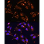 Immunofluorescence - Anti-MLPH Antibody (A9955) - Antibodies.com