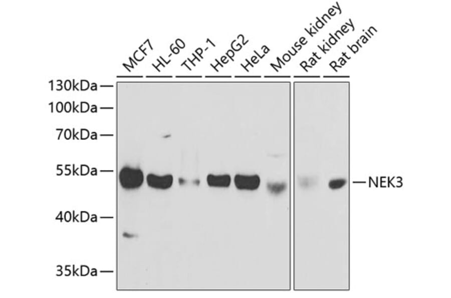 Western Blot - Anti-NEK3 Antibody (A9959) - Antibodies.com