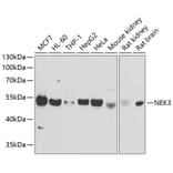 Western Blot - Anti-NEK3 Antibody (A9959) - Antibodies.com