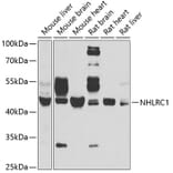 Western Blot - Anti-NHLRC1/Malin Antibody (A9960) - Antibodies.com