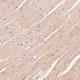 Immunohistochemistry - Anti-NHLRC1/Malin Antibody (A9960) - Antibodies.com