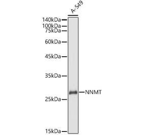 Western Blot - Anti-NNMT Antibody (A9963) - Antibodies.com