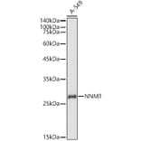 Western Blot - Anti-NNMT Antibody (A9963) - Antibodies.com