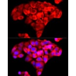Immunofluorescence - Anti-NNMT Antibody (A9963) - Antibodies.com