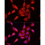 Immunofluorescence - Anti-NNMT Antibody (A9963) - Antibodies.com