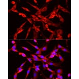 Immunofluorescence - Anti-NNMT Antibody (A9963) - Antibodies.com
