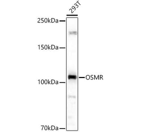 Western Blot - Anti-OSMR Antibody (A9965) - Antibodies.com