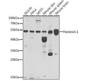 Western Blot - Anti-Pannexin 1 Antibody (A9966) - Antibodies.com