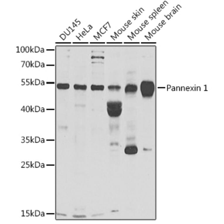 Western Blot - Anti-Pannexin 1 Antibody (A9966) - Antibodies.com