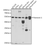 Western Blot - Anti-Pannexin 1 Antibody (A9966) - Antibodies.com