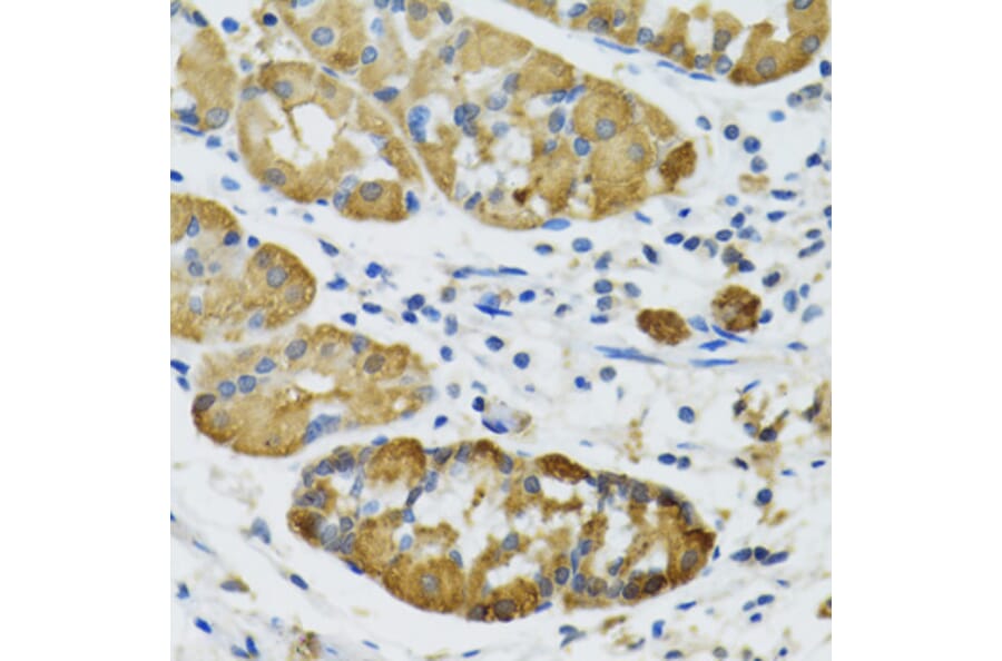 Immunohistochemistry - Anti-PLA2G2D Antibody (A6690) - Antibodies.com