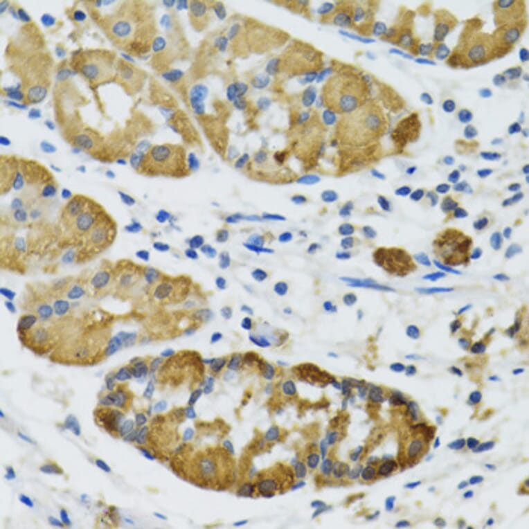 Immunohistochemistry - Anti-PLA2G2D Antibody (A6690) - Antibodies.com