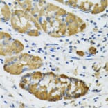 Immunohistochemistry - Anti-PLA2G2D Antibody (A6690) - Antibodies.com