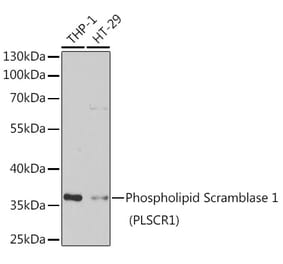 Western Blot - Anti-Scramblase 1 Antibody (A9970) - Antibodies.com