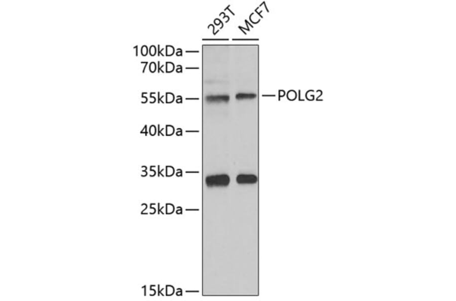 Western Blot - Anti-POLG2 Antibody (A9973) - Antibodies.com