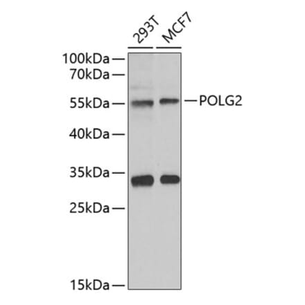 Western Blot - Anti-POLG2 Antibody (A9973) - Antibodies.com