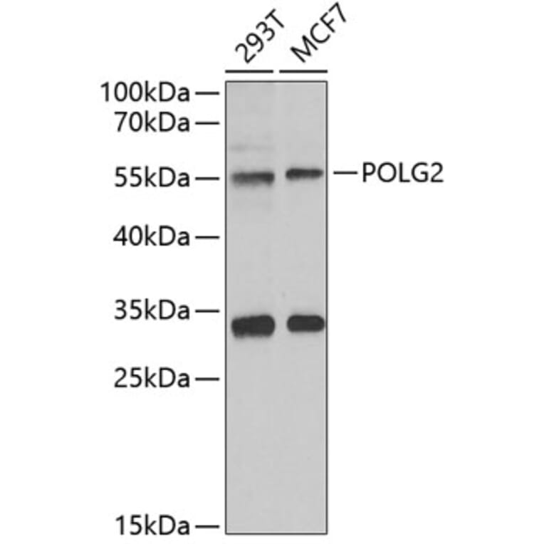 Western Blot - Anti-POLG2 Antibody (A9973) - Antibodies.com