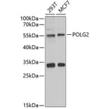 Western Blot - Anti-POLG2 Antibody (A9973) - Antibodies.com