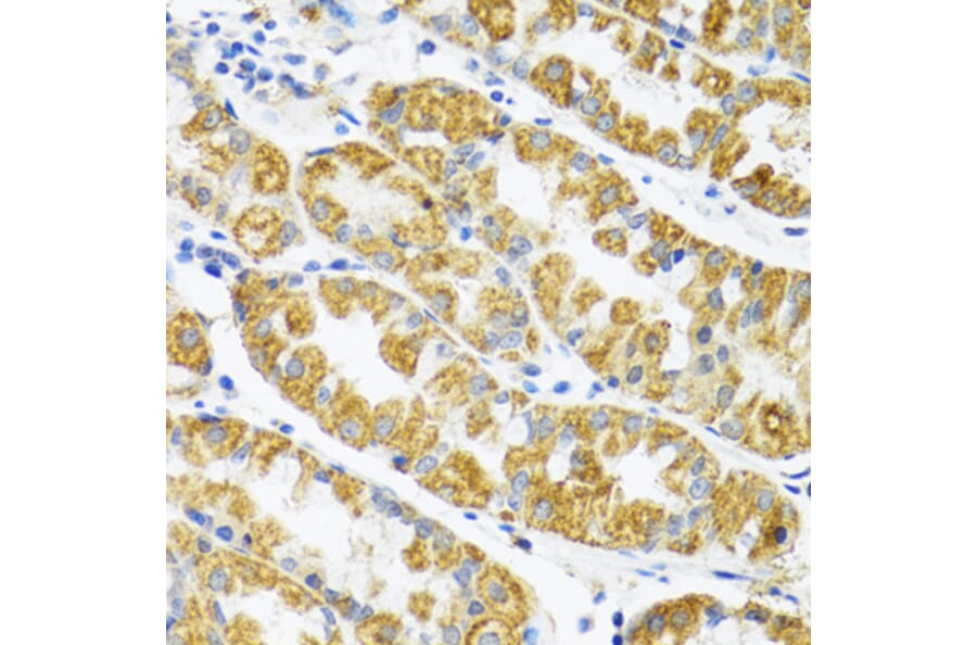 Immunohistochemistry - Anti-POLG2 Antibody (A9973) - Antibodies.com