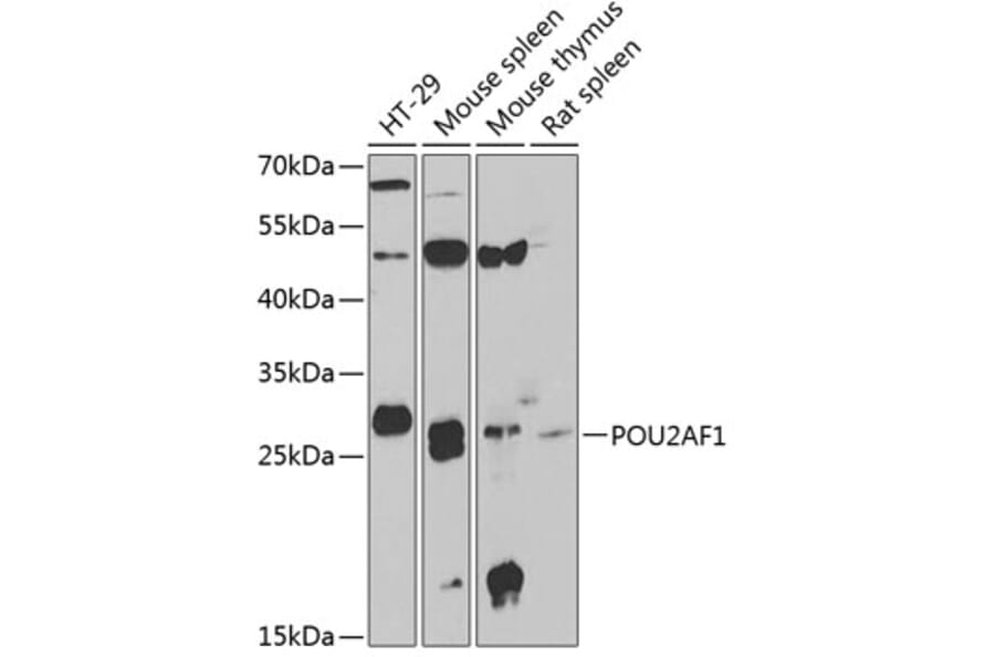 Western Blot - Anti-BOB1 Antibody (A9974) - Antibodies.com