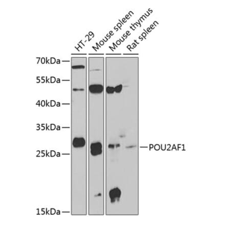 Western Blot - Anti-BOB1 Antibody (A9974) - Antibodies.com