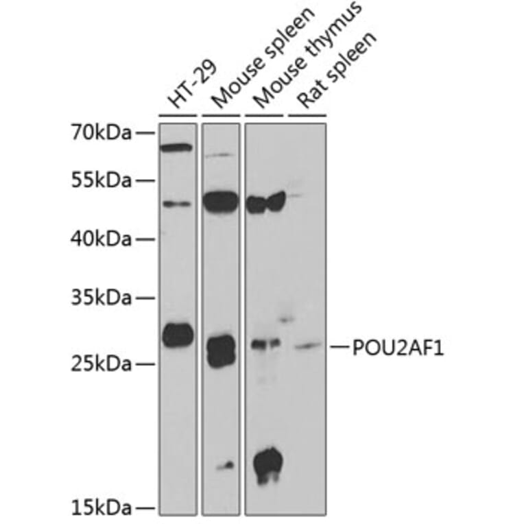Western Blot - Anti-BOB1 Antibody (A9974) - Antibodies.com