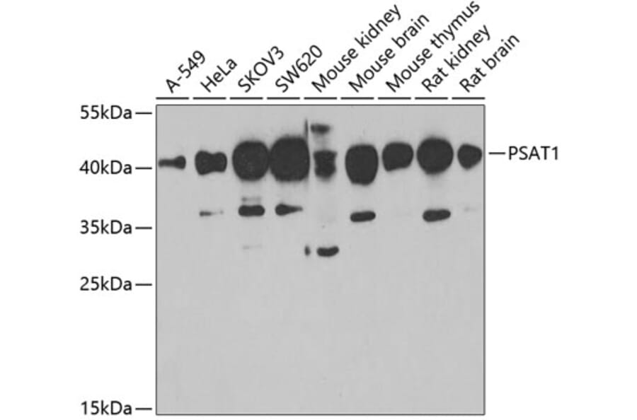 Western Blot - Anti-PSAT1 Antibody (A6707) - Antibodies.com