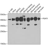 Western Blot - Anti-PSAT1 Antibody (A6707) - Antibodies.com