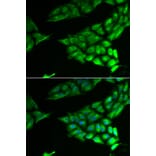 Immunofluorescence - Anti-PSAT1 Antibody (A6707) - Antibodies.com