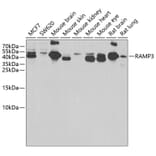 Western Blot - Anti-RAMP3 Antibody (A9978) - Antibodies.com