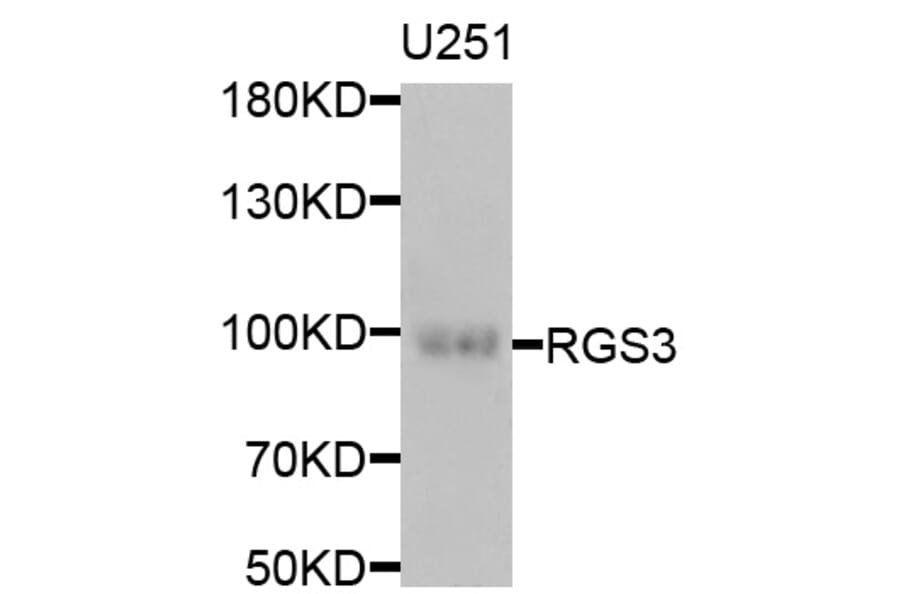 Western Blot - Anti-RGS3 Antibody (A6719) - Antibodies.com