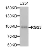 Western Blot - Anti-RGS3 Antibody (A6719) - Antibodies.com