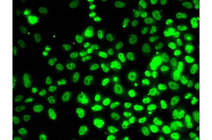 Immunofluorescence - Anti-RPA14/RPA3 Antibody (A9980) - Antibodies.com