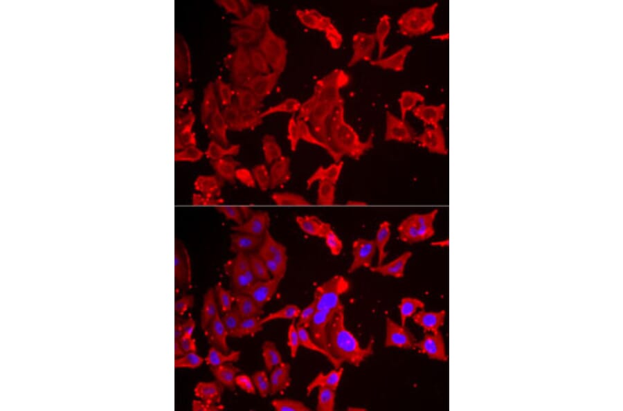Immunofluorescence - Anti-SMPX Antibody (A6744) - Antibodies.com